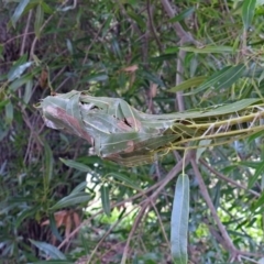 Dichocrocis clytusalis at Acton, ACT - 3 Apr 2019