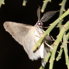 Phelotis cognata (Long-fringed Bark Moth) at Ainslie, ACT - 3 Apr 2019 by jb2602