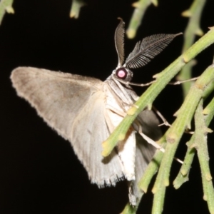 Phelotis cognata at Ainslie, ACT - 3 Apr 2019 08:54 PM