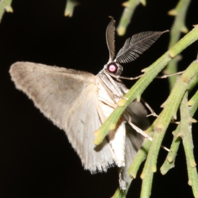 Phelotis cognata (Long-fringed Bark Moth) at Mount Ainslie - 3 Apr 2019 by jb2602