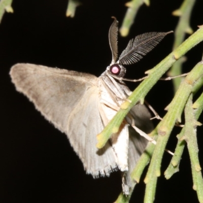 Phelotis cognata (Long-fringed Bark Moth) at Ainslie, ACT - 3 Apr 2019 by jb2602