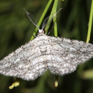 Phelotis cognata at Ainslie, ACT - 3 Apr 2019 08:54 PM