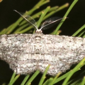 Phelotis cognata at Ainslie, ACT - 3 Apr 2019 08:54 PM