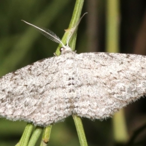 Phelotis cognata at Ainslie, ACT - 3 Apr 2019 08:54 PM