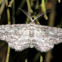 Phelotis cognata at Ainslie, ACT - 3 Apr 2019 08:54 PM