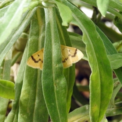 Dichocrocis clytusalis (Kurrajong Leaf-tier, Kurrajong Bag Moth) at ANBG - 3 Apr 2019 by RodDeb