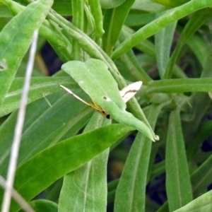 Dichocrocis clytusalis at Acton, ACT - 3 Apr 2019