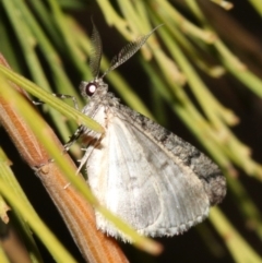 Lipogya exprimataria (Jagged Bark Moth) at Mount Ainslie - 3 Apr 2019 by jbromilow50