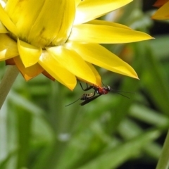 Ichneumonidae (family) (Unidentified ichneumon wasp) at ANBG - 3 Apr 2019 by RodDeb