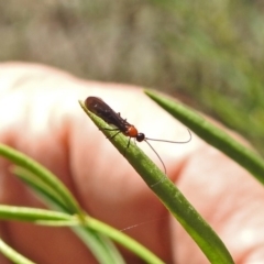 Braconidae (family) (Unidentified braconid wasp) at ANBG - 3 Apr 2019 by RodDeb