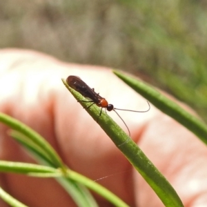 Braconidae (family) at Acton, ACT - 3 Apr 2019