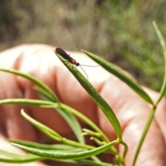 Braconidae (family) at Acton, ACT - 3 Apr 2019