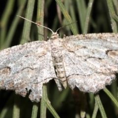 Ectropis (genus) (An engrailed moth) at Ainslie, ACT - 3 Apr 2019 by jb2602