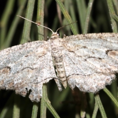 Ectropis (genus) (An engrailed moth) at Ainslie, ACT - 3 Apr 2019 by jbromilow50