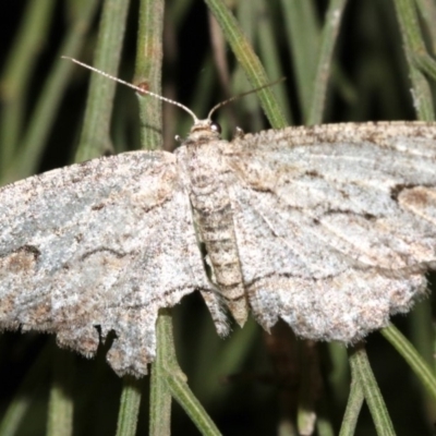 Ectropis (genus) (An engrailed moth) at Ainslie, ACT - 3 Apr 2019 by jb2602