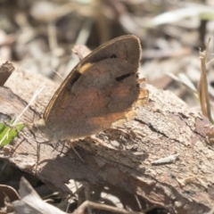 Heteronympha merope (Common Brown Butterfly) at Lake Ginninderra - 3 Apr 2019 by AlisonMilton