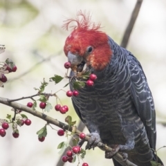 Callocephalon fimbriatum (Gang-gang Cockatoo) at McKellar, ACT - 3 Apr 2019 by AlisonMilton