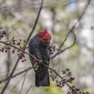 Callocephalon fimbriatum at McKellar, ACT - 3 Apr 2019