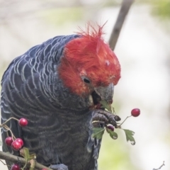 Callocephalon fimbriatum at McKellar, ACT - 3 Apr 2019