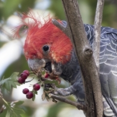 Callocephalon fimbriatum at McKellar, ACT - 3 Apr 2019