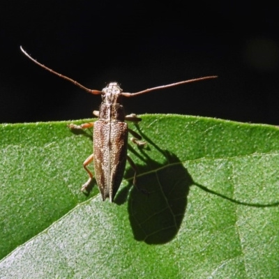 Temnosternus planiusculus (Longhorn beetle) at ANBG - 3 Apr 2019 by RodDeb