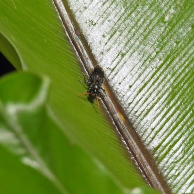 Apocrita (suborder) (Unidentified wasp) at Acton, ACT - 3 Apr 2019 by RodDeb