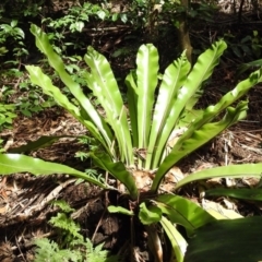 Apocrita (suborder) at Acton, ACT - 3 Apr 2019