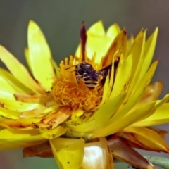 Lipotriches (Austronomia) phanerura at Acton, ACT - 3 Apr 2019