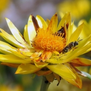 Lipotriches (Austronomia) phanerura at Acton, ACT - 3 Apr 2019