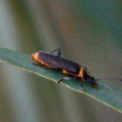 Chauliognathus lugubris (Plague Soldier Beetle) at Harrison, ACT - 4 Apr 2019 by davobj