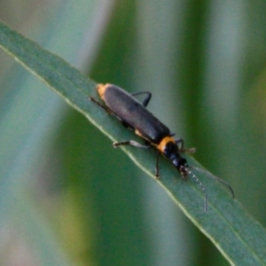 Chauliognathus lugubris at Harrison, ACT - 4 Apr 2019 05:53 PM