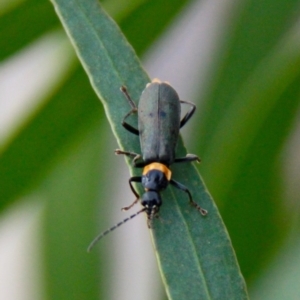 Chauliognathus lugubris at Harrison, ACT - 4 Apr 2019 05:53 PM