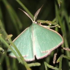 Chlorocoma (genus) (Emerald moth) at Ainslie, ACT - 3 Apr 2019 by jbromilow50
