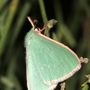 Chlorocoma (genus) at Ainslie, ACT - 3 Apr 2019 10:16 PM