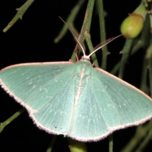 Chlorocoma (genus) at Ainslie, ACT - 3 Apr 2019 10:16 PM