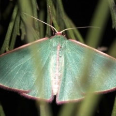 Chlorocoma (genus) (Emerald moth) at Mount Ainslie - 3 Apr 2019 by jbromilow50