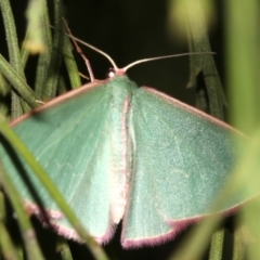 Chlorocoma (genus) at Ainslie, ACT - 3 Apr 2019 10:22 PM