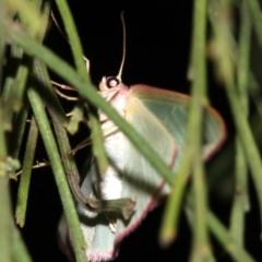 Chlorocoma (genus) at Ainslie, ACT - 3 Apr 2019 10:22 PM