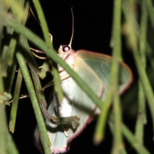 Chlorocoma (genus) at Ainslie, ACT - 3 Apr 2019 10:22 PM