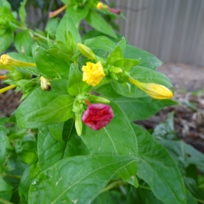 Mirabilis jalapa (Four O'clock Plant or Marvel of Peru) at Farrer, ACT - 3 Apr 2019 by Mike