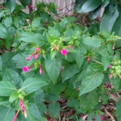 Mirabilis jalapa at Farrer, ACT - 3 Apr 2019