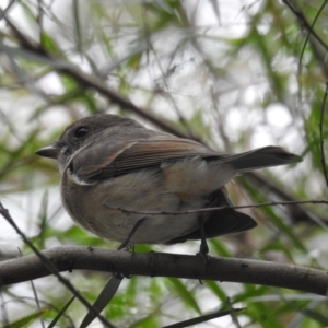 Pachycephala pectoralis at Acton, ACT - 4 Apr 2019