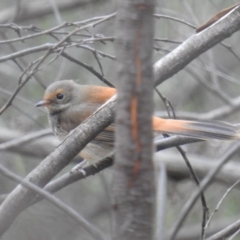 Rhipidura rufifrons (Rufous Fantail) at ANBG - 4 Apr 2019 by HelenCross