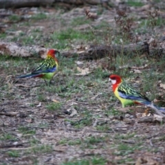 Platycercus eximius (Eastern Rosella) at Deakin, ACT - 29 Mar 2019 by LisaH