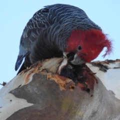 Callocephalon fimbriatum (Gang-gang Cockatoo) at Farrer, ACT - 31 Mar 2019 by HelenCross