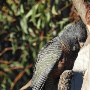 Callocephalon fimbriatum at Farrer, ACT - 31 Mar 2019