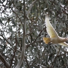 Cacatua sanguinea (Little Corella) at Hughes, ACT - 19 Dec 2018 by LisaH