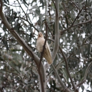 Cacatua sanguinea at Hughes, ACT - 19 Dec 2018 01:08 PM