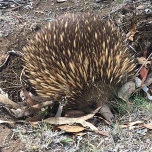 Tachyglossus aculeatus at Red Hill, ACT - 9 Nov 2018