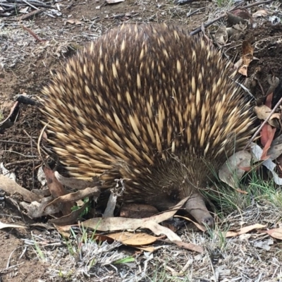Tachyglossus aculeatus (Short-beaked Echidna) at Federal Golf Course - 8 Nov 2018 by LisaH